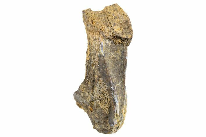 Fossil Hadrosaur (Edmontosaurus) Tooth - Montana #340936